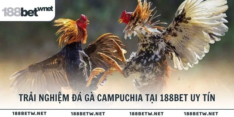 Trải nghiệm đá gà Campuchia tại 188BET uy tín