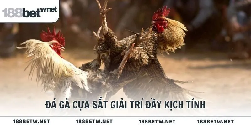 Đá gà cựa sắt giải trí đầy kịch tính