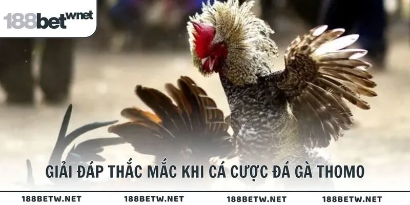 Giải đáp thắc mắc khi cá cược đá gà Thomo