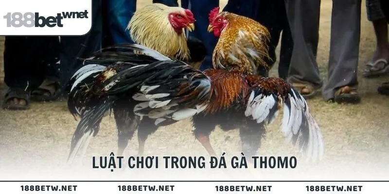 Luật chơi trong đá gà Thomo