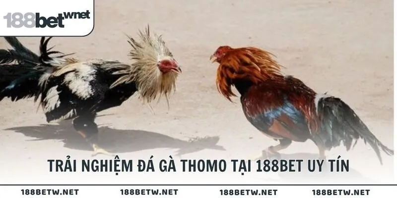 Trải nghiệm đá gà Thomo tại 188BET uy tín